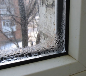 Причины появления плесени на окнах и как от неё избавиться